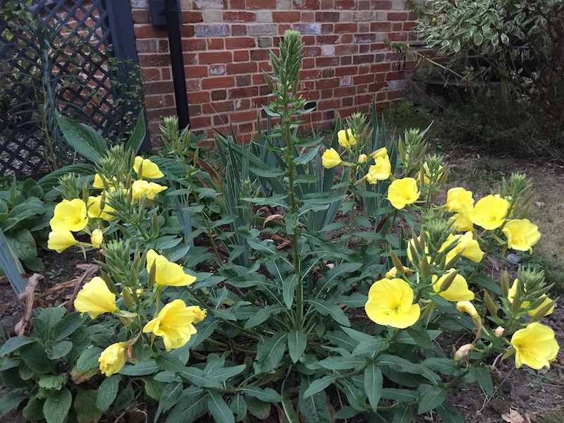 This Evening Primrose self-seeded in the sandy soil of our easterly garden