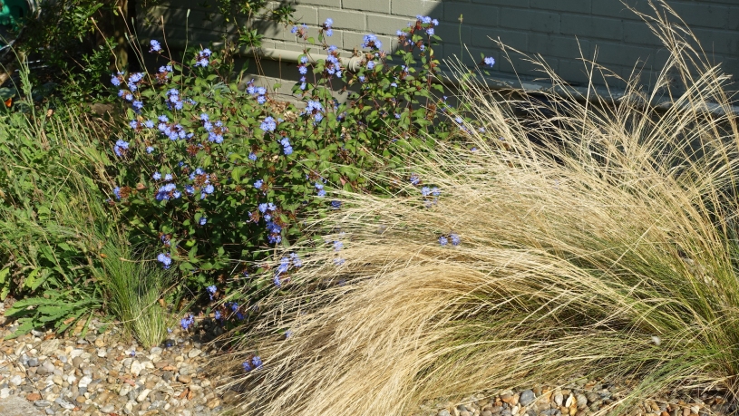 The Chinese plumbago or Ceratostigma willmottianum in a gravel garden alongside Stipa lessingiana, the Lessing Feather Grass